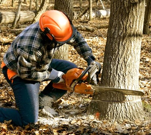 Tree Removal in Lincolnville, KS